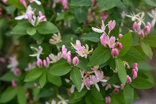 Lonicera tatarica یا پیچ امین الدوله تاتاری