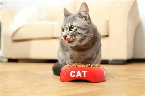 gato comiendo comida en casa