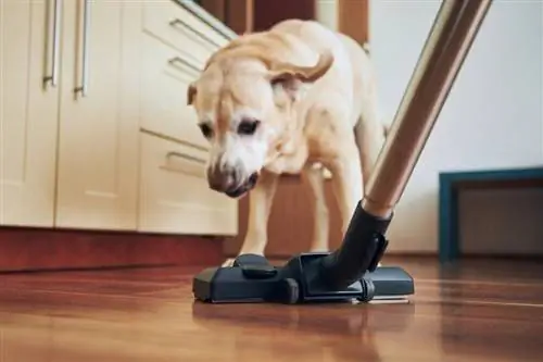 ባለጌ ውሻ በ vacuum cleaner_jaromir chalabala_shutterstock ላይ የሚጮህ