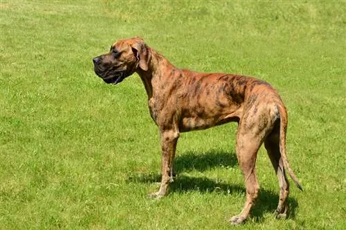 Dogue alemão rajado em pé na grama