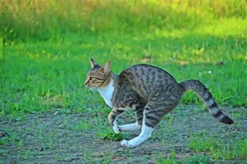 pisica care alerga