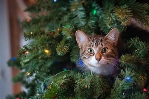 kucing menjulurkan kepala dari pohon natal buatan dengan lampu