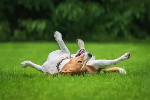 Waarom rollen honden op hun rug rond? 8 mogelijke redenen