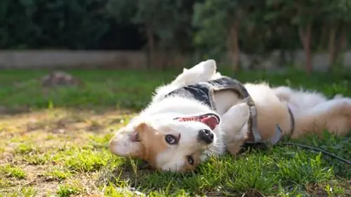 Anjing Corgi dengan gembira berguling-guling di rumput