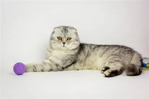 gatto scottish fold con giocattoli