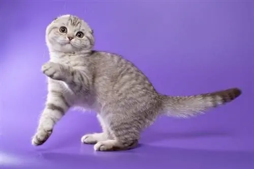 gato scottish fold em fundo roxo