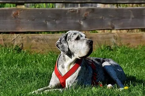 câine mare danez merle în ham culcat pe iarbă