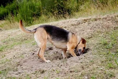 Duitse herder die een gat in de tuin graaft