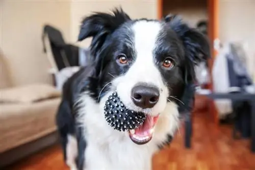 câine border collie care ține în gură o minge de jucărie neagră