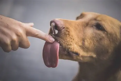 Hond stopt met likken