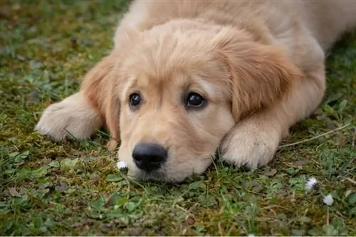 Um triste cão retriever dourado encontra-se na grama