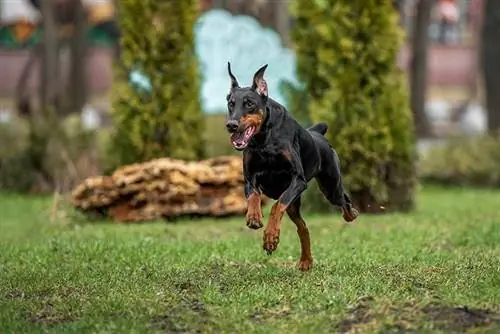 dospelý doberman beží