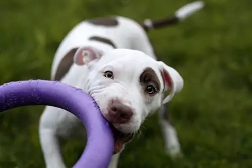 anak anjing pitbull terrier amerika menggigit mainannya