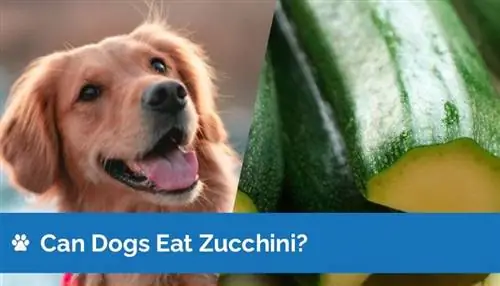 Bisakah Anjing Makan Zucchini? Apa yang perlu Anda ketahui