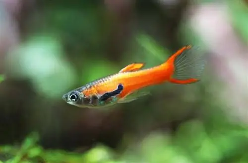 rood scharlaken guppy