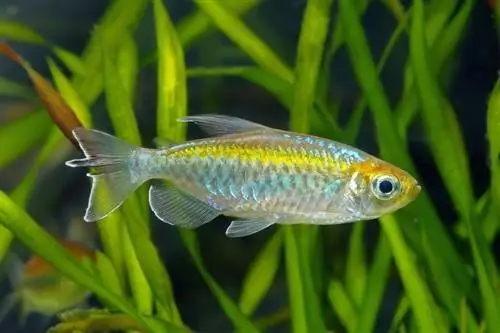 congo tetra fisk i akvariet