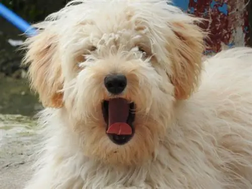 Poo-Ton (pudlica & Coton de Tulear Mix): informacije, slike, karakteristike & činjenice