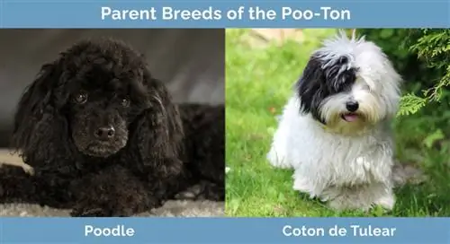 Rase parentale ale Poo-Ton