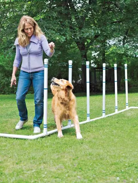 Curso de agilidad de perros de bricolaje