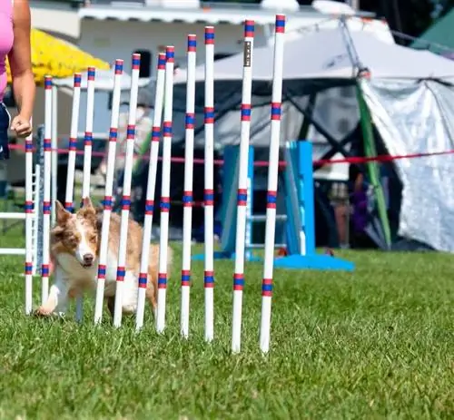 DIY Dog Agility Kursus by die huis