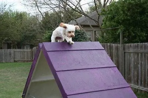 DIY Dog Agility A-rāmis