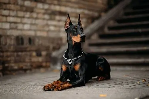 Apakah Doberman Anjing Penjaga yang Baik? Apa yang perlu Anda ketahui