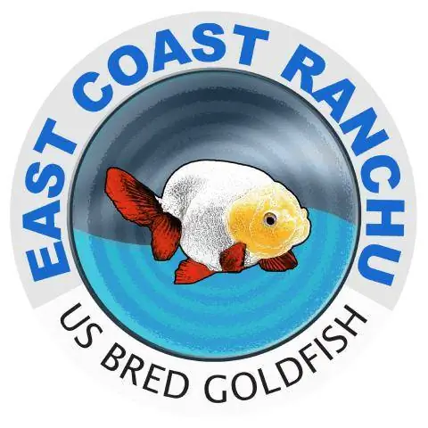 East Coast Ranchu