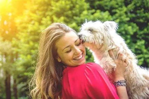 terrier lamiendo mujer