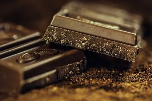 Els gats poden menjar xocolata? El que hauríeu de saber