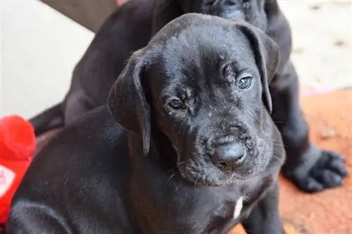 close-up de um cachorro dogue alemão