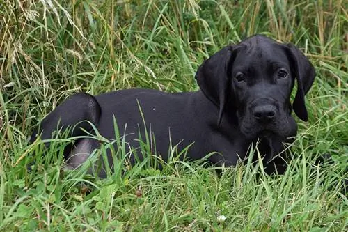 cachorrinho dinamarquês deitado na grama