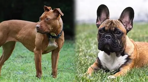 فرانسوی Bulldog & Pitbull Mix: Info, Pictures, Characters, & Facts