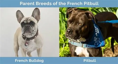 Elternrassen des französischen Pitbulls