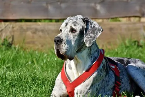 merle great dane hond in 'n harnas wat op gras lê