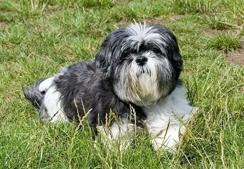 shih-tzu