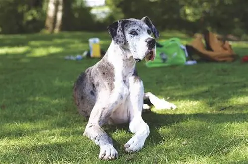 merle great dane hond wat op gras lê