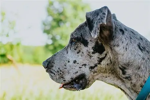 vue latérale d'un chien dogue allemand merle