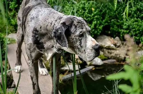 merle great dane hond wat op 'n houtplank staan