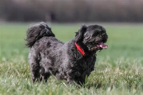 Hoeveel kos 'n Shih Tzu? (2023 Prysgids)