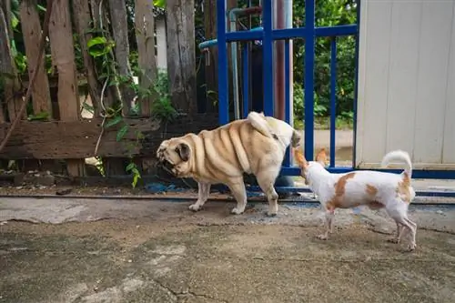 Gos pug fent pipí a la tanca