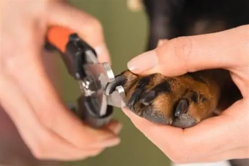 honden die nagels laten knippen