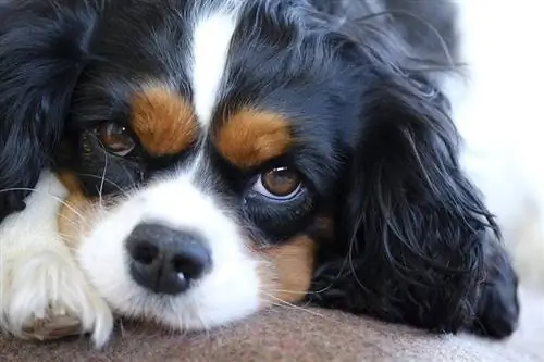 Cavalier King Charles-spaniël