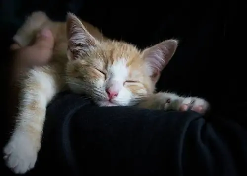 chaton tigré qui dort