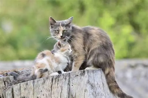 yavrusunu koruyan anne kedi