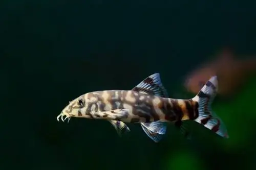 zebra loach