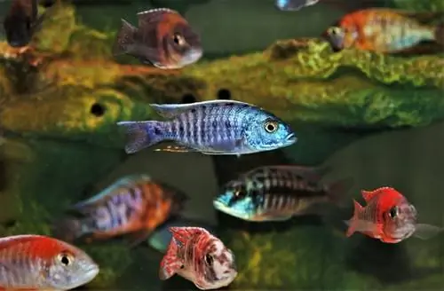 cichlids katika aquarium