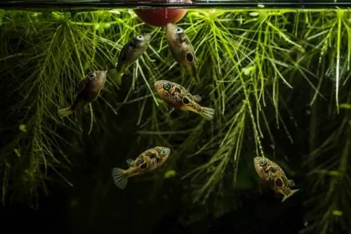 akvariumdagi mitti pufferfish