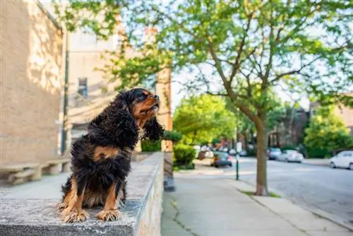 Cavalier King Charles Spaniel