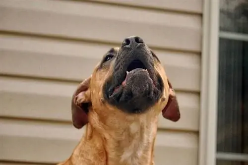 O lábio inferior do meu cachorro está tremendo: 8 razões revisadas pelo veterinário