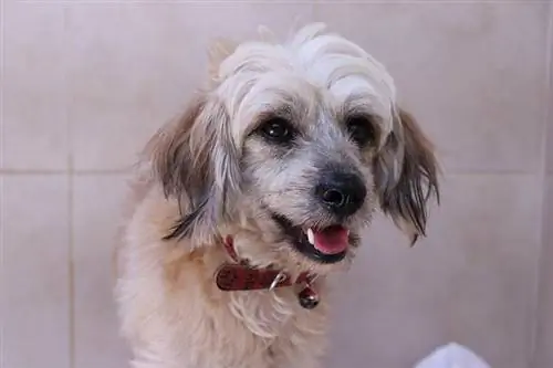 close-up westie shih tzu mix hond